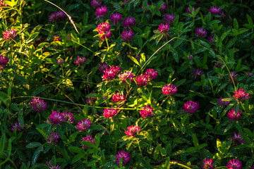 Meadow with overgrown red clover (Trifolium pratense) with bright red-pink flowers

