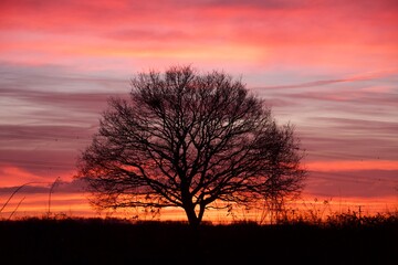 Fototapeta na wymiar Multicoloured Sunset behind a Silhouetted Winter Tree