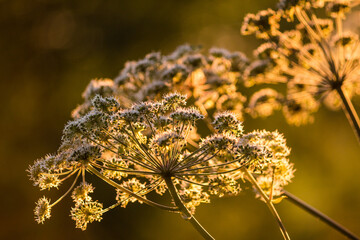 Umbelliferae plants close-up. Sunny summer evening
