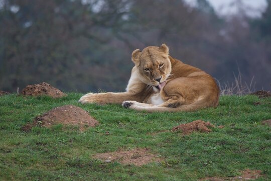 Lioness in the Grass
 - Powered by Adobe