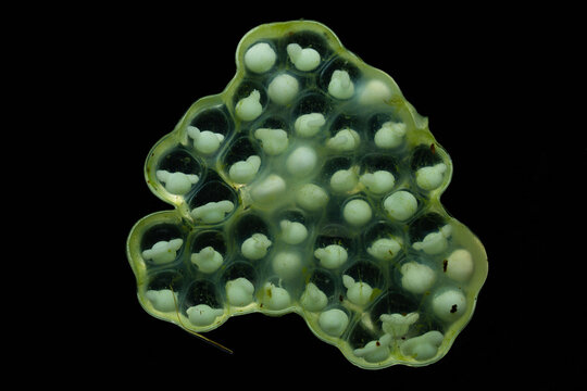 Closeup of an egg clutch from reticulated glass frogs 