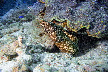 Underwater marine life, Whitemouth Moray (Gymnothorax meleagris) under a coral reef. Seychelles