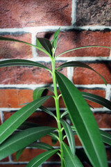 A young indoor oleander with emerging buds.