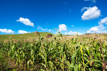 Highland maize field