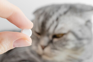 White round tablet in hand. In the background is a gray Scottish Fold cat. The concept of taking medicines for animals, anthelmintics, veterinary medicine.