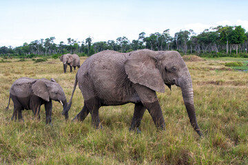 Elephant herd walking in a small swamp area in the forest on the borders of the Mara river in the Masai Mara National Park in Kenya
