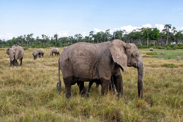 Elephant herd walking in a small swamp area in the forest on the borders of the Mara river in the Masai Mara National Park in Kenya
