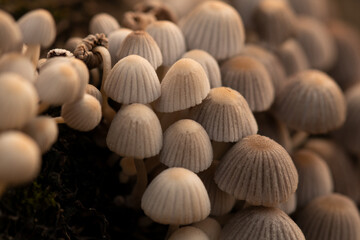close up of mushrooms
