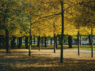 Fototapeta na wymiar City Park. City autumn landscape of trees with beautiful yellow leaves.