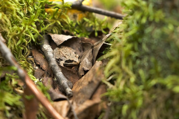 Little frog is sitting on dry leaves among moss in forest, closeup view. Hiding among the grass and branches in the wild autumn woodland. Wildlife of animals.
