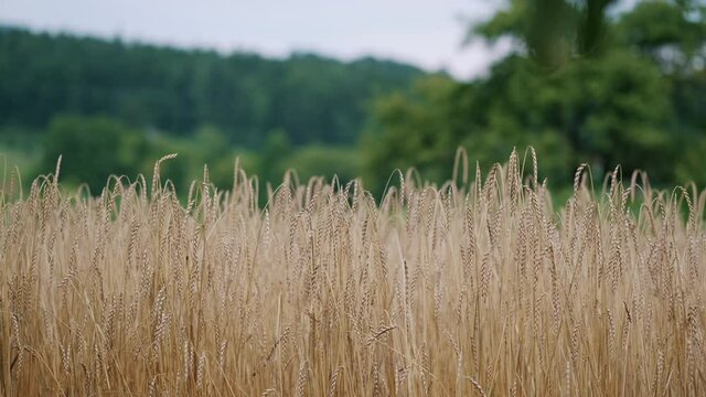 Spikes of golden wheat spikes in a field