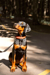 portrait of a doberman puppy in the sun on a summer day