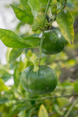 Green unripe mandarins tangerines fruits hanging from the tree branches