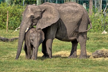 Naklejka na ściany i meble African elephant with baby under trunk. Loxodonta.