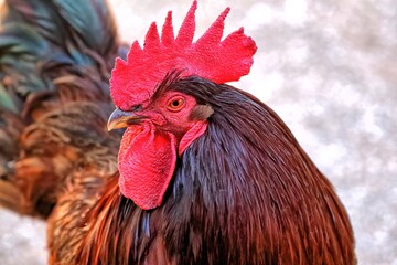 Close up head shot of a Rhode Island red rooster.