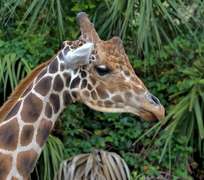 Close up of Giraffe's head. Cervus Camelopardalis.