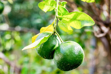 Green unripe mandarins tangerines fruits hanging from the tree branches