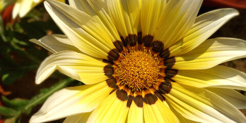 Close up fresh sunflower