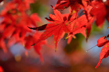 紅葉