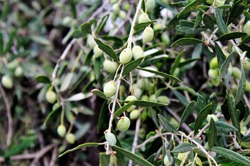 Olives on olive tree branch in Athens, Greece.