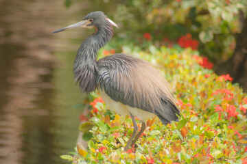 heron in a lake