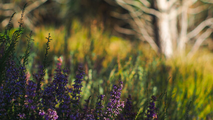 Fleurs de bruyère sauvages poussant entre deux rangées de pins, illuminées par une radiante lumière