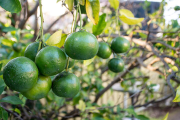 Green unripe mandarins tangerines fruits hanging from the tree branches