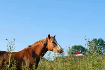 wild horse on a large meadow with beautiful scenery of blue sky and quiet at sunrise