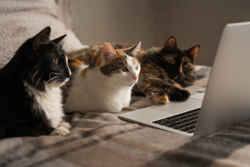 Three cats look at the laptop screen