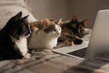 Tuinposter Three cats look at the laptop screen © Evgenia Terekhova