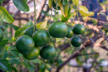Green unripe mandarins tangerines fruits hanging from the tree branches