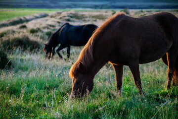Naklejka premium horse in the field