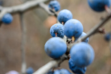 Ripe wild plum in autumn