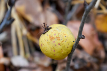 Japanese quince fruit close up