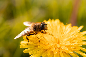 bee on yellow flower