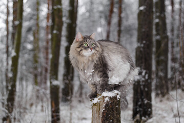 Fluffy cat sitting on a tree stump, winter snowy forest. Portrait of a gray cat with green eyes...