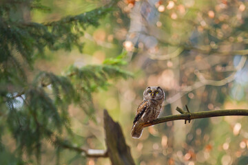 Tengmalm's owl (Aegolius funereus), Hesse, Germany