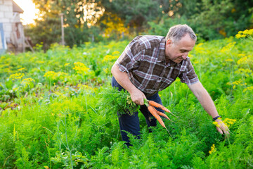 mature man picks carrots in the garden at his homestead