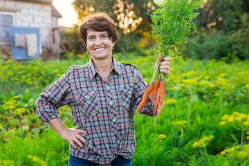 woman picks carrots in the garden at her homestead