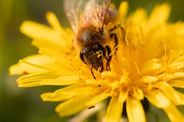 Fotobehang bee on yellow flower © Valentina
