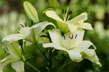Obraz premium lilies of the valley