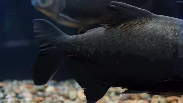 predatory fish from South America red pacu piranha swims in a huge aquarium.