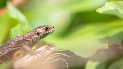 viviparous lizard or common lizard in the underbrush