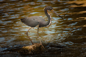 tricolored heron bird in a lake