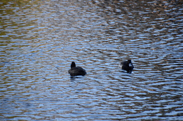 キンクロハジロ