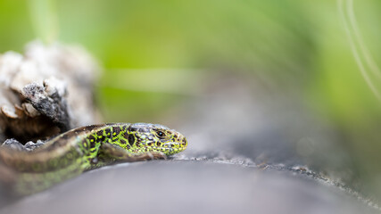 male sand lizard on a deadwood
