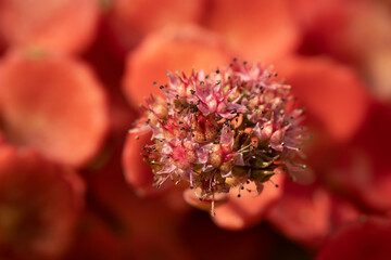 close up of a flower