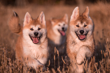 Dog Fashion - Ocala Weimaraner 