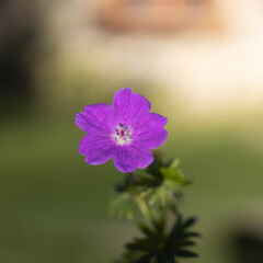 Obraz premium Fleur