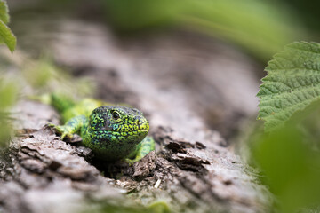 male sand lizard on a deadwood